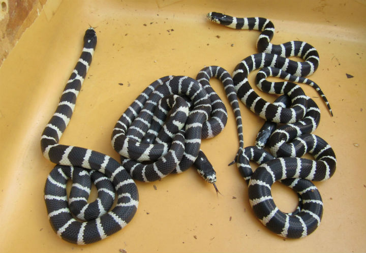 California Kingsnakes